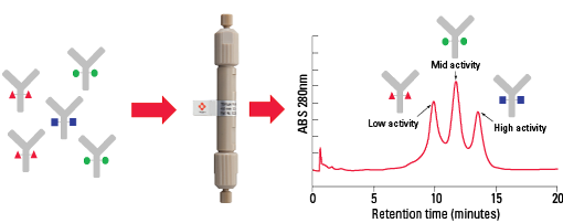 Separation of mAb Glycoforms according to their ADCC Activity